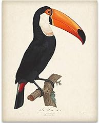 Toucan bird illustration for sale  Delivered anywhere in USA 