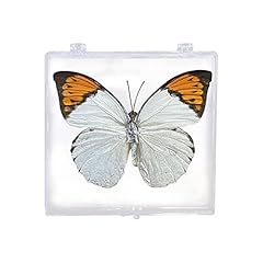 Povanjer papillon insecte d'occasion  Livré partout en France