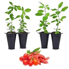Goji berry plants for sale  Delivered anywhere in USA 