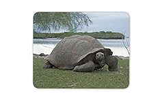 Aldabra giant tortoise for sale  Delivered anywhere in Ireland