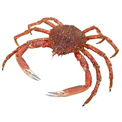 Japanese spider crab for sale  Delivered anywhere in UK