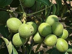 English walnut tree for sale  Delivered anywhere in USA 