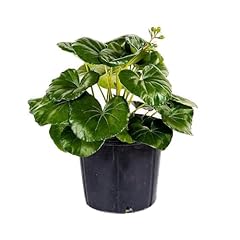 American plant live for sale  Delivered anywhere in USA 