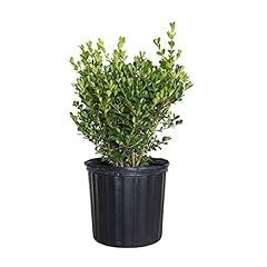 Japanese boxwood low for sale  Delivered anywhere in USA 