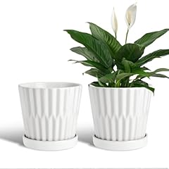 Efispss ceramic plant for sale  Delivered anywhere in USA 