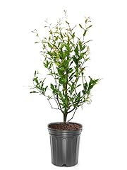 Generic russian pomegranate for sale  Delivered anywhere in USA 