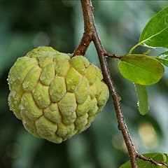 Annona squamosa sugar for sale  Delivered anywhere in USA 
