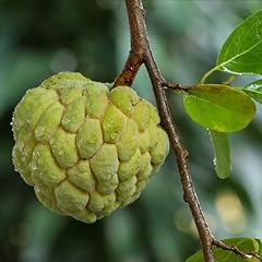 Annona squamosa sugar for sale  Delivered anywhere in USA 