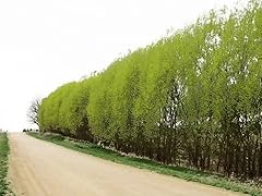Austree hybrid willow for sale  Delivered anywhere in USA 