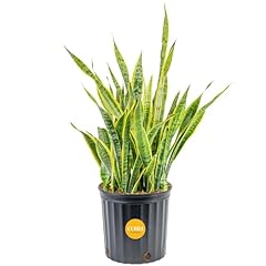 Costa farms snake for sale  Delivered anywhere in USA 