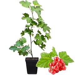 Red currant bush for sale  Delivered anywhere in USA 