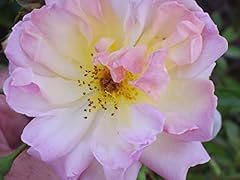 Phyllis bide potted for sale  Delivered anywhere in UK