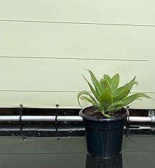 Tropictrees agave attenuata usato  Spedito ovunque in Italia 