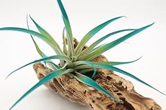 Live tillandsia capitata for sale  Delivered anywhere in USA 