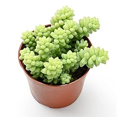 Donkey tail live for sale  Delivered anywhere in USA 