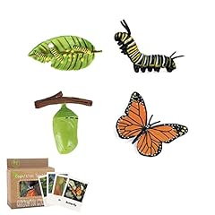 Butterfly life cycle for sale  Delivered anywhere in UK