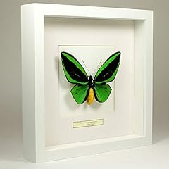 Museumwinkel.com ornithoptera  for sale  Delivered anywhere in UK