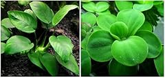 Anubias dwarf water for sale  Delivered anywhere in USA 
