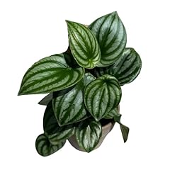 Plantvers watermelon peperomia for sale  Delivered anywhere in USA 