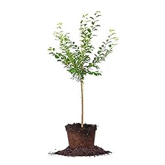 Perfect plants methly for sale  Delivered anywhere in USA 