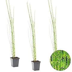 Equisetum japonicum pipe d'occasion  Livré partout en France