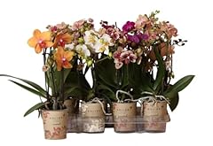 Real live phalaenopsis for sale  Delivered anywhere in UK
