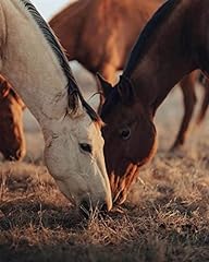 Horses grazing pasture for sale  Delivered anywhere in USA 