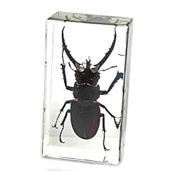 Stag beetle paperweight for sale  Delivered anywhere in USA 
