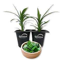 Pandan plant live for sale  Delivered anywhere in USA 