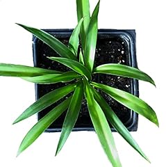 Shamrock spider plant for sale  Delivered anywhere in USA 