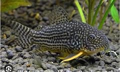 Aquatic sterbai corydoras for sale  Delivered anywhere in USA 