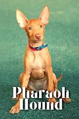 Pharaoh hound dog for sale  Delivered anywhere in USA 