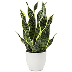 Kunstpflanze sansevieria kunst gebraucht kaufen  Wird an jeden Ort in Deutschland