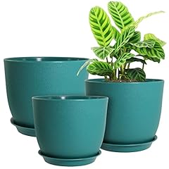 Uouz modern plant for sale  Delivered anywhere in USA 