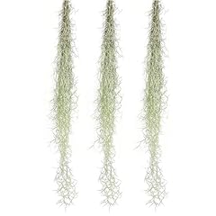 Ragnaroc air plants for sale  Delivered anywhere in USA 