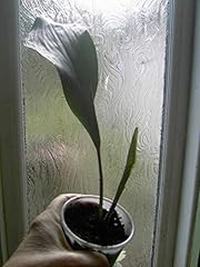 Portal cool aspidistra gebraucht kaufen  Wird an jeden Ort in Deutschland