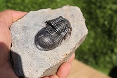 Trilobite fossil paralejurus for sale  Delivered anywhere in UK