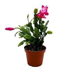Bubbleblooms christmas cactus for sale  Delivered anywhere in USA 