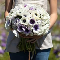 Anemone bulbs snow for sale  Delivered anywhere in USA 
