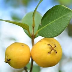 Strawberry guava tree for sale  Delivered anywhere in USA 