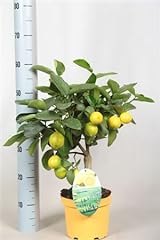 Beautiful lemon trees for sale  Delivered anywhere in Ireland