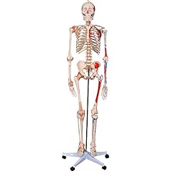 66fit human skeleton for sale  Delivered anywhere in UK