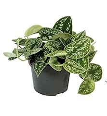 Satin pothos scindapsus for sale  Delivered anywhere in UK