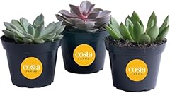 Costa farms echeveria for sale  Delivered anywhere in USA 