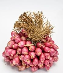 Shallot onion 2kg for sale  Delivered anywhere in UK