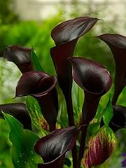 Calla lilly zantedeschia for sale  Delivered anywhere in UK