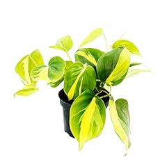 Exotenherz philodendron scande gebraucht kaufen  Wird an jeden Ort in Deutschland
