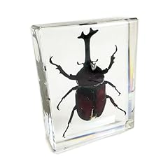 Realbug rhinoceros beetle for sale  Delivered anywhere in USA 