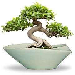 Epfamily bonsai pot for sale  Delivered anywhere in USA 