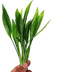 Planterest amazon sword for sale  Delivered anywhere in USA 